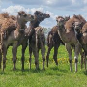 Kamelenmelkerij, kamelen in de wei
