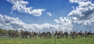 Kamelenmelkerij, kamelen in de wei