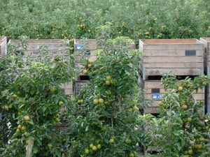 De Neust, appels