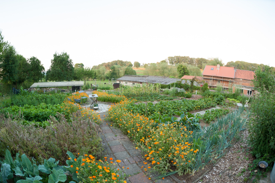 Grote moestuin vol in bloei met veel oranje goudsbloemen en op de achtergrond de boerderij