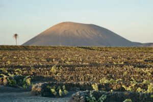 Zwart landschap van Lavasteen met halfronde, lage muurtjes naast elkaar met in het midden van zo'n kommetje een druivenrank. Een berg op de achtergrond met ondergaande zon